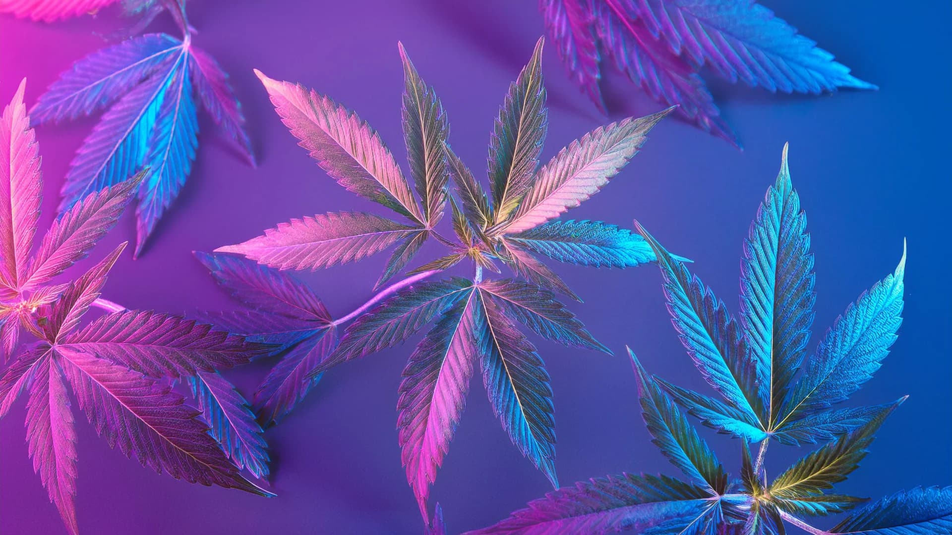 Flower Image, Showing hemp flower, with cool colors, like purple and pink
