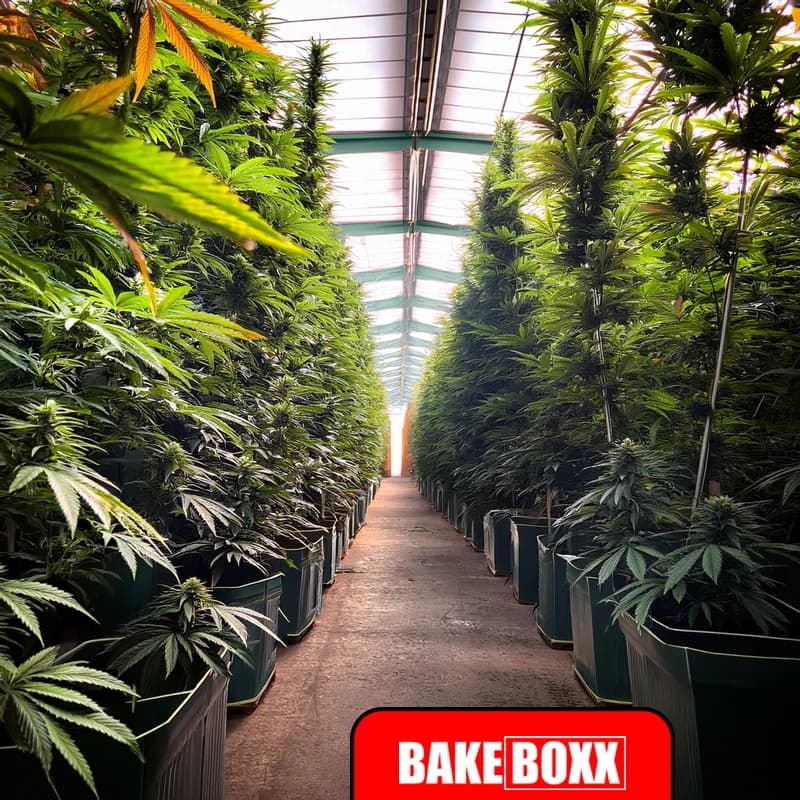 Flower Image, showing an indoor farm of marijuana, or HEMP, inside a controlled environment