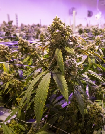 Premium Sourcing, Superior Results